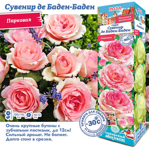 Роза Сувенир де Баден-Баден (Парковая) 1шт