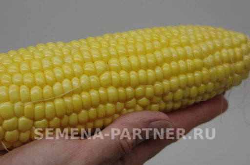 Кукуруза Спирит - Партнер фото 4