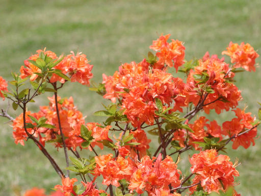 Азалия крупноцветковая Mandarin Lights (Мандарин Лайтс) - Долина роз фото 2