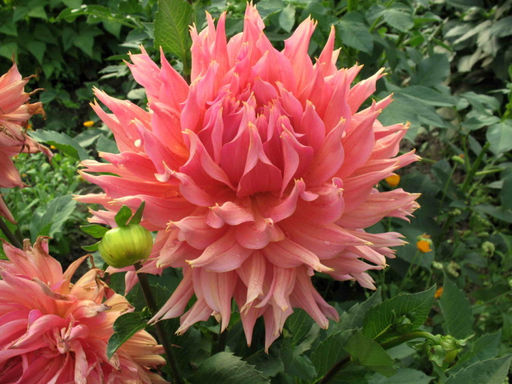 ГЕОРГИНА Омега Разбор I Кол-во упак., шт 1