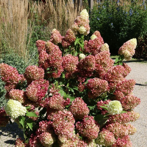 Гортензия метельчатая Гарденлайт Редлайт - Долина роз фото 5