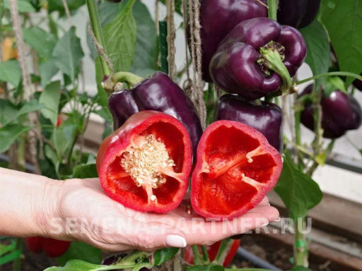 Перец сладкий Текила - Партнер фото 3