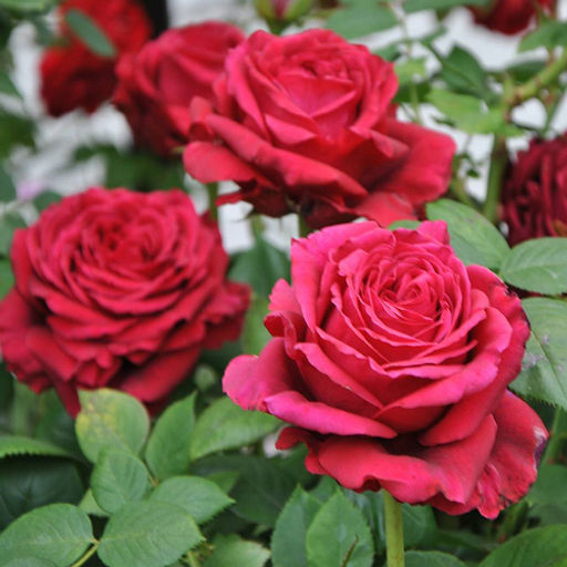 R545 ЧЕТЫРЕ ВЕТРА