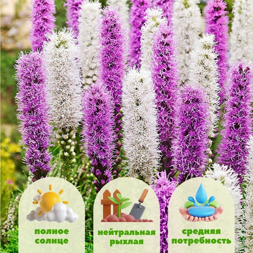 Лиатрис микс (Liatris Mix) 10шт