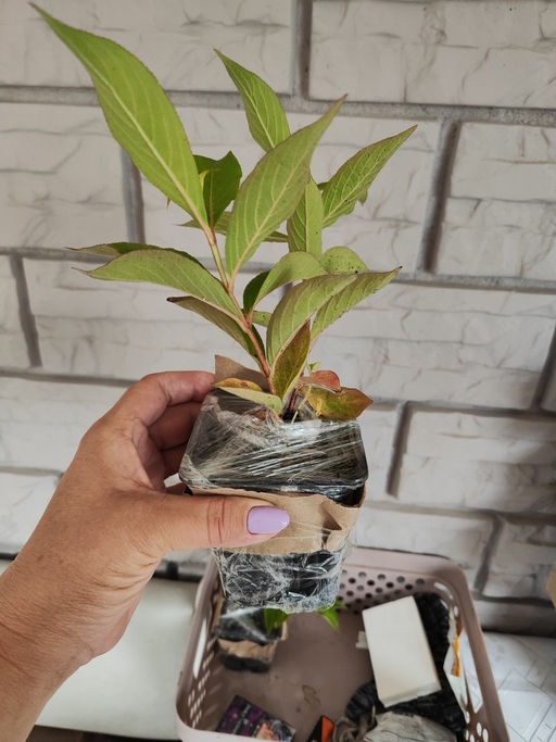 Вейгела розовая