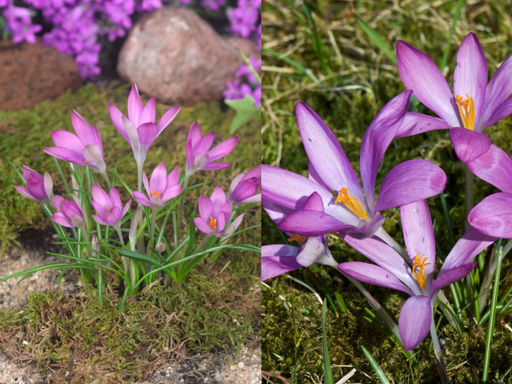 Крокус Томазини Розеус 5 шт - Долина роз фото 2