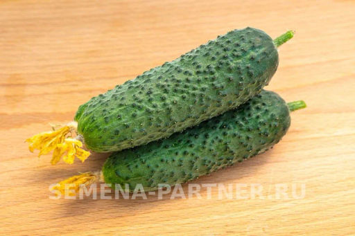 Огурец партенокарпический Бьерн - Партнер фото 6