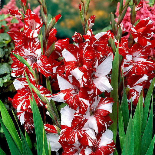 ГЛАДИОЛУС Кои Пёрсьют Разбор 10/12 Кол-во упак., шт 8