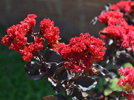 Лагерстремия индийская Блэк Даймонд Бест Ред - Долина роз фото 3