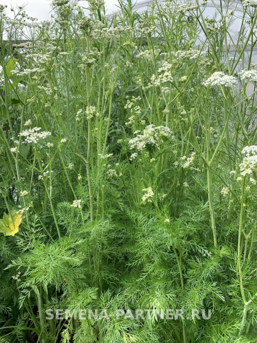 Тмин Аппетитный - Партнер фото 4