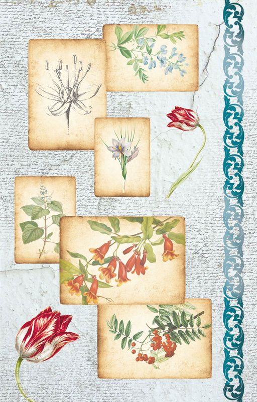 Love2art бумага рисовая KPR/R 32 x 22 см СК/Распродажа 0088  Ботанические зарисовки