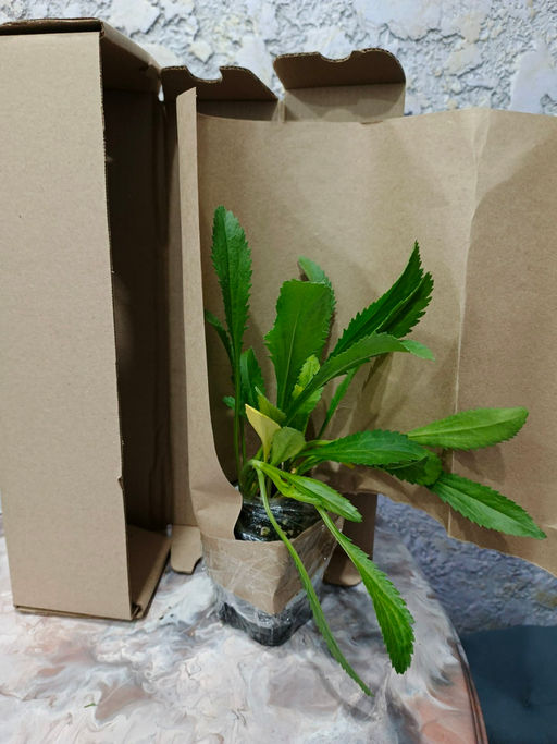 Ромашка садовая