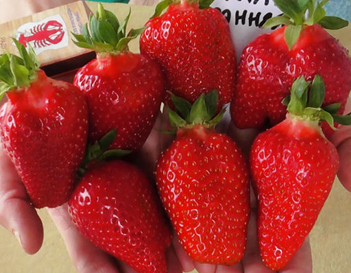 Брилла (ранняя) крупная, как картошка - 1000корней фото 2