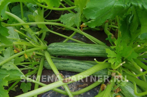 Кабачок Зебра - Партнер фото 2
