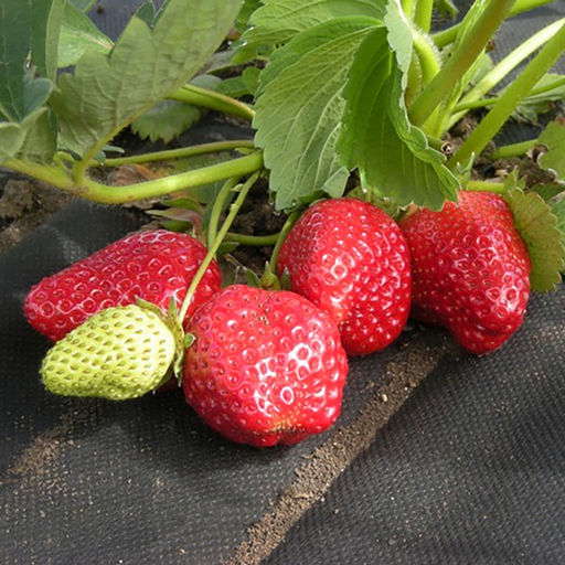 Спанбонд СУФ-60 (2,1х10м), черный (Россия)