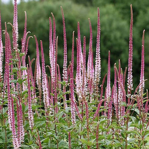 Вероникоаструм розовый 2 года ЗКС тара 2л