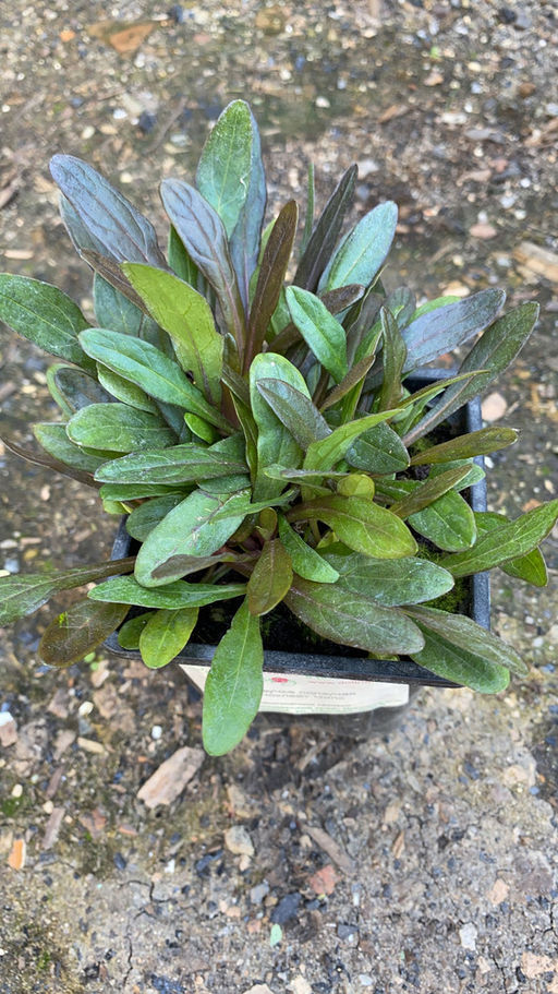 Живучка ползучая Чоклейт Чипс