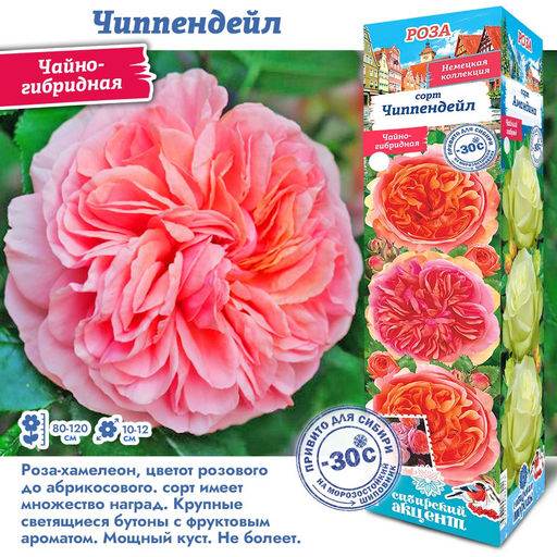 Роза Чиппендейл (Чайно-гибридная) 1шт