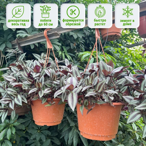 Традесканция Зебрина