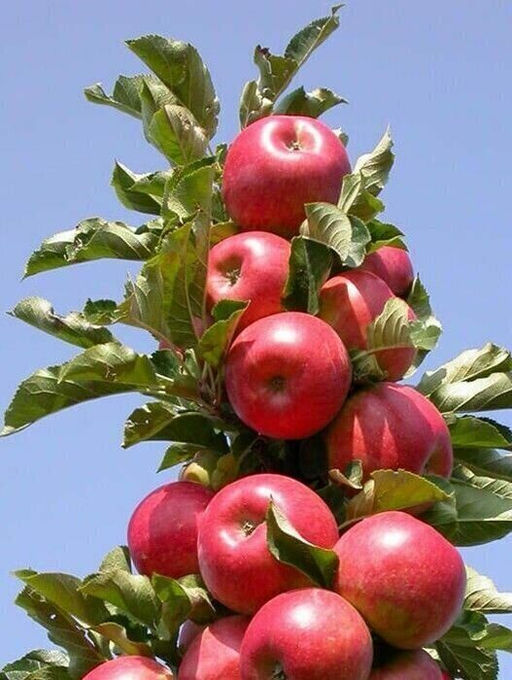 Яблоня Стрелка колонновидная (саженец с этикеткой) 1шт