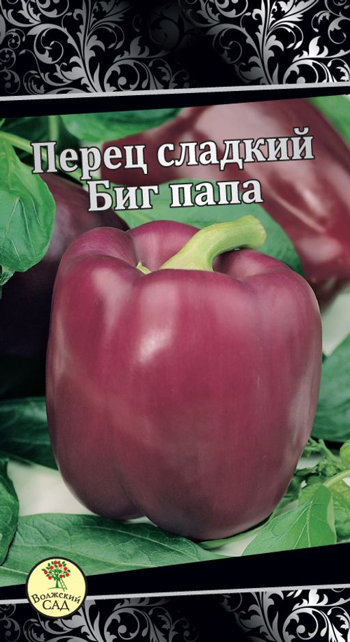 Биг папам. Сорт перца биг папа. Перец биг папа описание сорта. Big papa studio кукутики. Биг папа перец фиолетовый.
