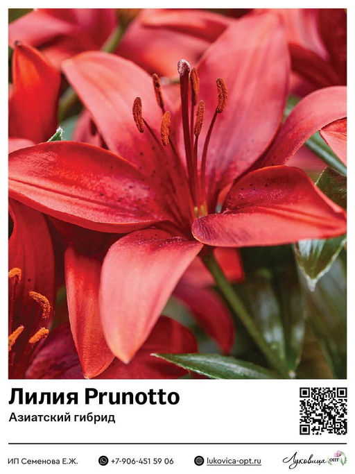 Лилия Prunotto (Азиатский гибрид)