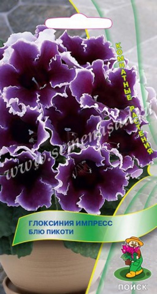Глоксиния Импресс Блю Пикоти (ЦВ) ("К) 5шт.