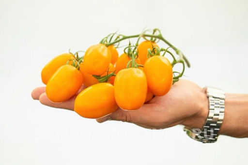 Томат Версаль - Партнер фото 3