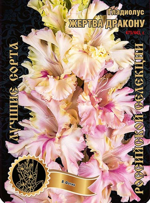 Гладиолус Жертва Дракону 473/443,Фотин 2 р-р 7шт (Ф)