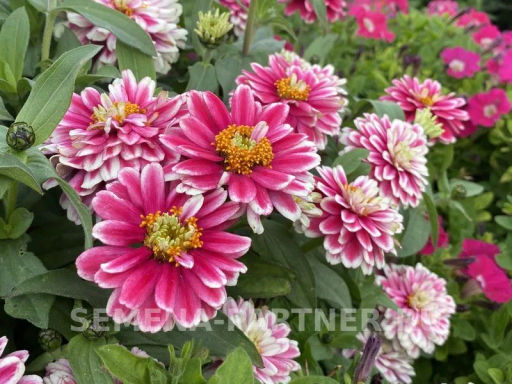 Цинния махровая Барышня-крестьянка Малиновый Щербет - Партнер фото 2