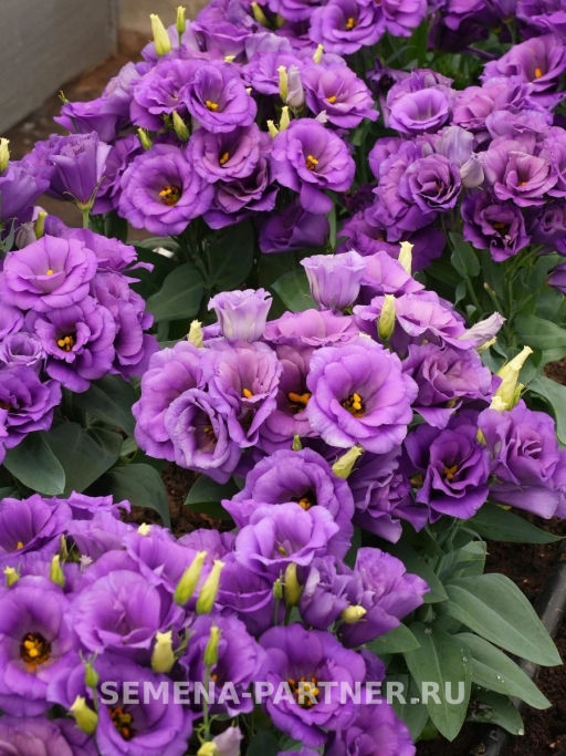 Эустома карликовая махровая лавандово-синяя Леди Эшли - Партнер фото 7