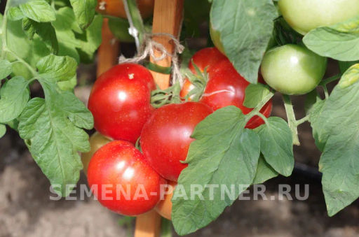Томат Мадам Помпадур - Партнер фото 4