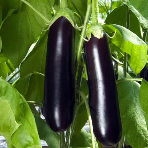 6254U Баклажан Халиф 5шт