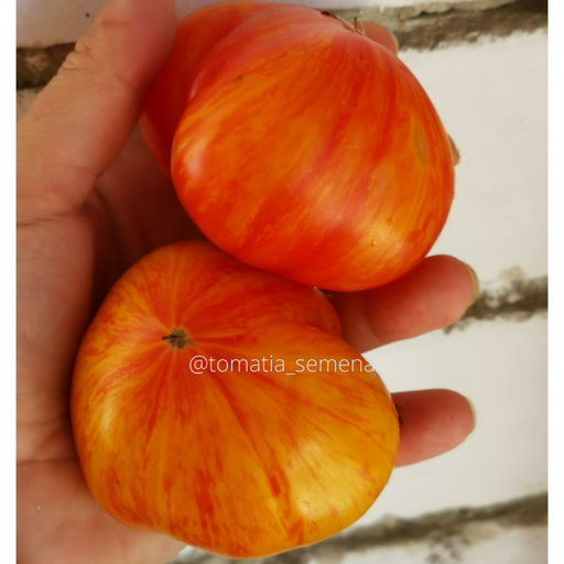 План 9 из открытого космоса - Tomatia фото 2