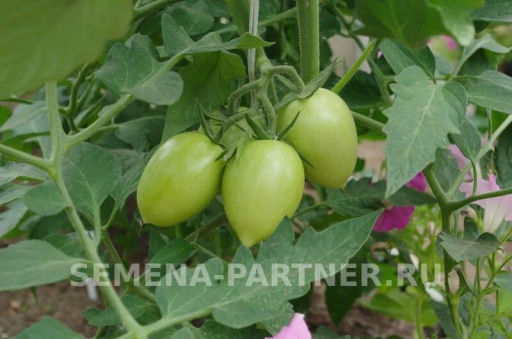 Томат Викуся - Партнер фото 3