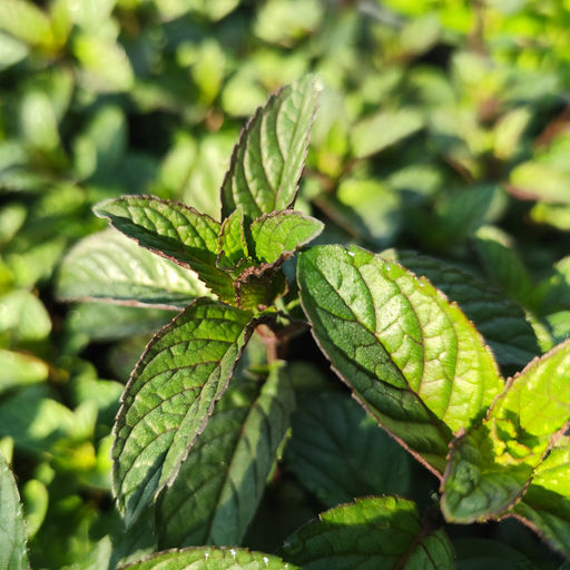 Мята шоколадная - Долина роз фото 2