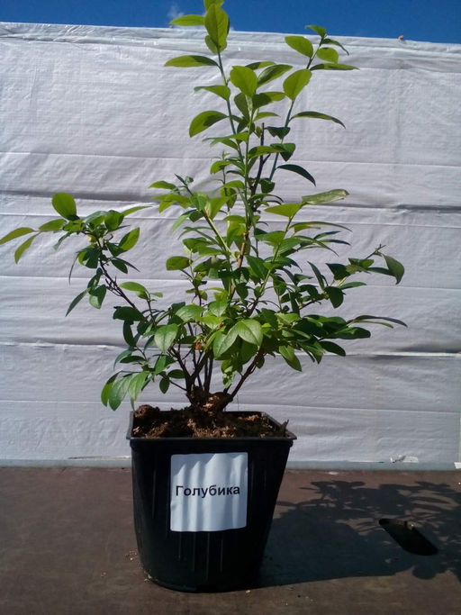 Голубика высокорослая БЕРКЛИ