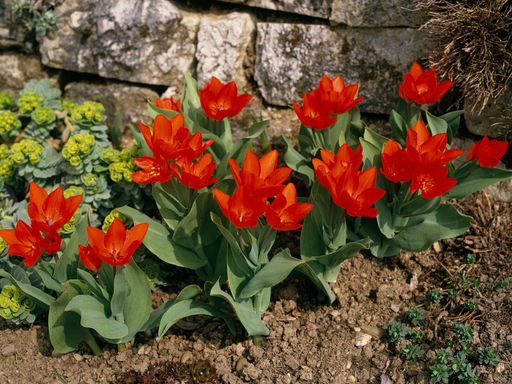 Тюльпан Цваненбург Вэрайети - Долина роз фото 2