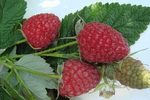 Малина Брусвяна ремонтантная (коробка) 1шт