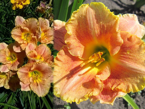 Лилейник Лонгфилдс Мармелад