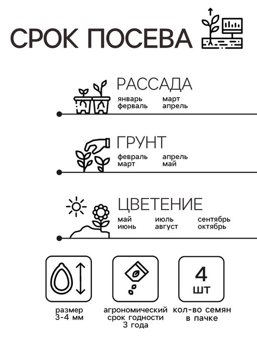 Семена комнатных цветов Пеларгония «Эйплблоссом», 4 шт., «Агроуспех»