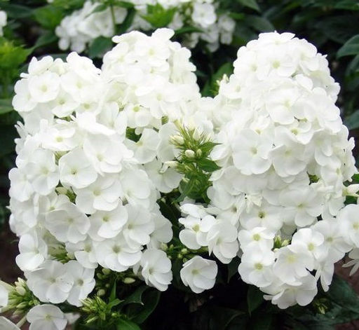 ФЛОКС Уайт Спарр Разбор I Кол-во упак., шт 2