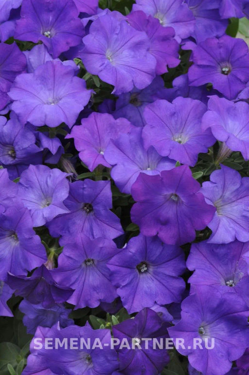 Петуния Шок Вэйв Деним многоцветковая каскадная - Партнер фото 5