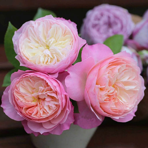 R243 КОНСТАНЦИЯ