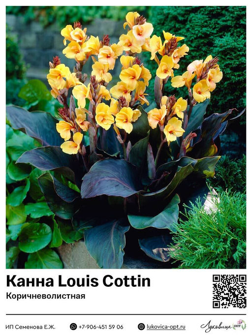 Канна Louis Cottin (Коричневолистная)