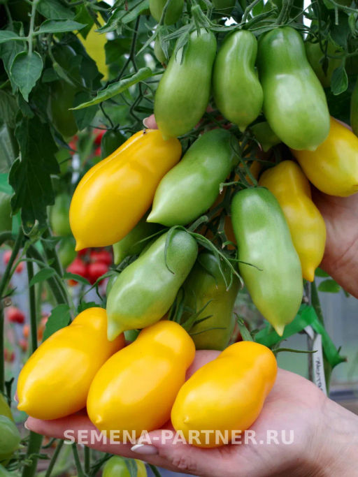 Томат Желтая Нежность - Партнер фото 5