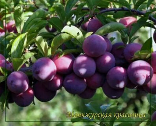 Слива Манчжурская красавица китайская (саженец с этикеткой) 1шт