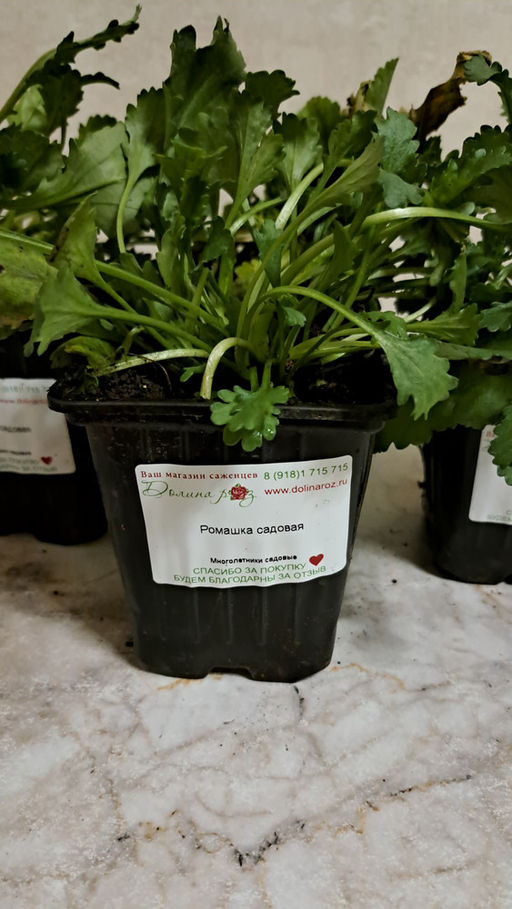 Ромашка садовая