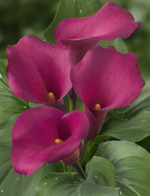 КАЛЛА Одесса Разбор 12/14 Кол-во упак., шт 2