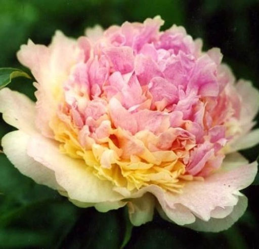 ПИОН Робайн Разбор 2/3 n Кол-во упак., шт 1